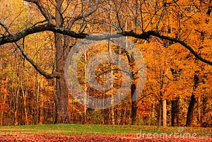 fall-foliage-ii-26415251