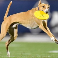 2) Dog Sets New Distance Record: Longest Frisbee Catch in History