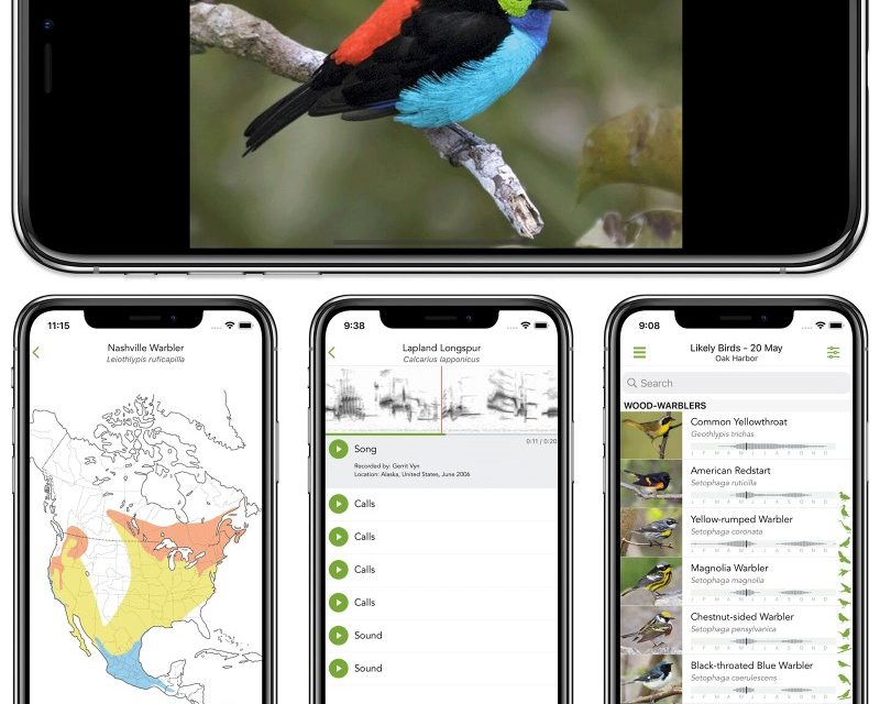 6) From the Great Hobby Department: Try Merlin Bird App
